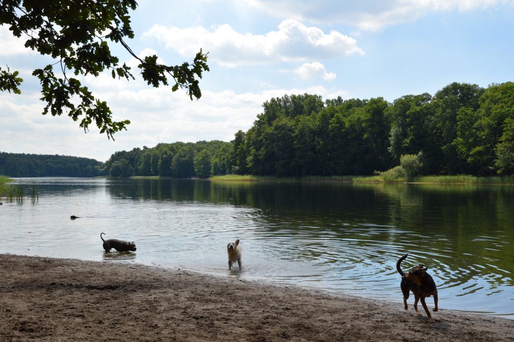 Grunewald, Berlin, Germany