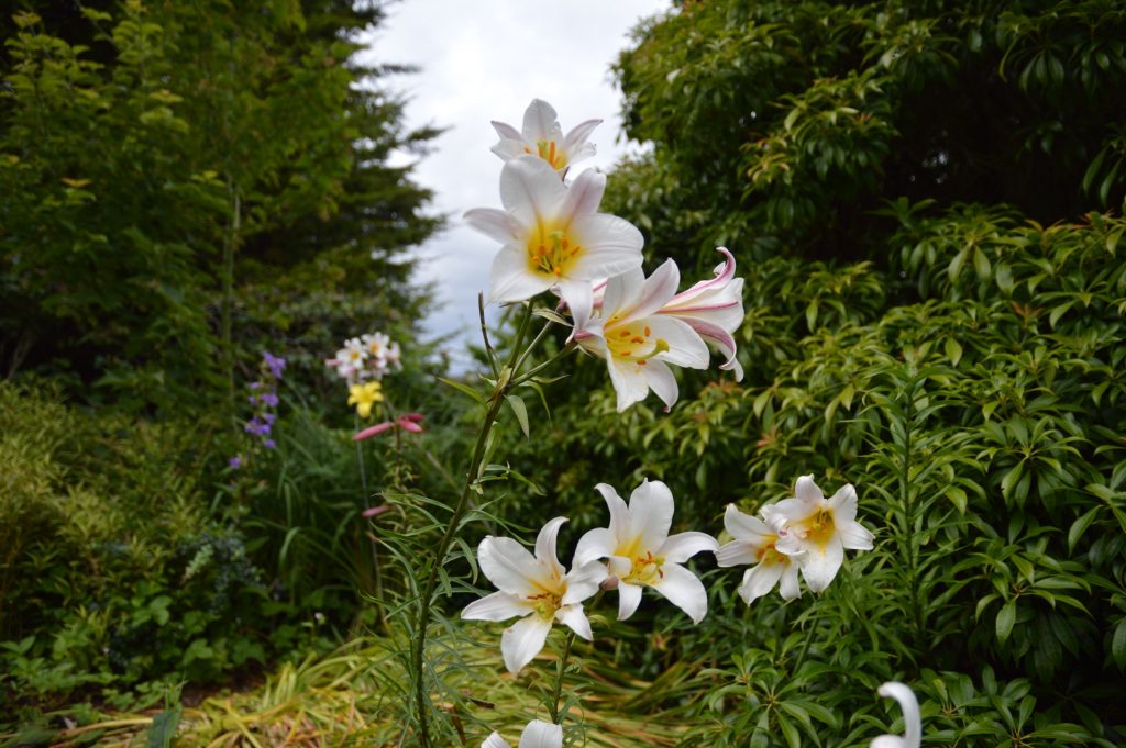 Botanical Gardens, Edinburgh, Scotland