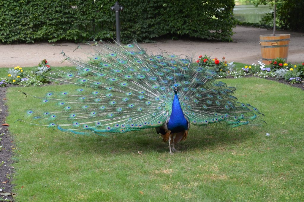 Peacock, Łazienki Park, Warsaw, Poland