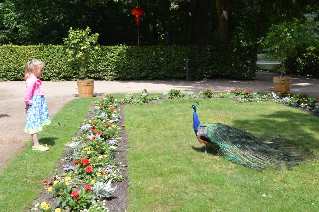 Peacock, Łazienki Park, Warsaw, Poland