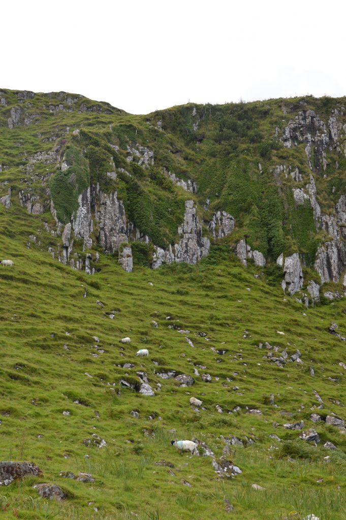 Sheep, Isle of Skye, Scotland
