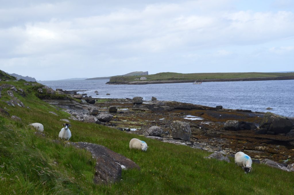 Sheep, Isle of Skye, Scotland