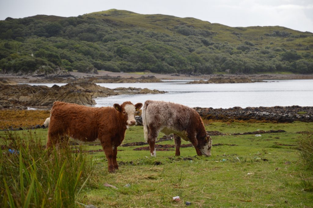 Cows, Isle of Skye, Scotland