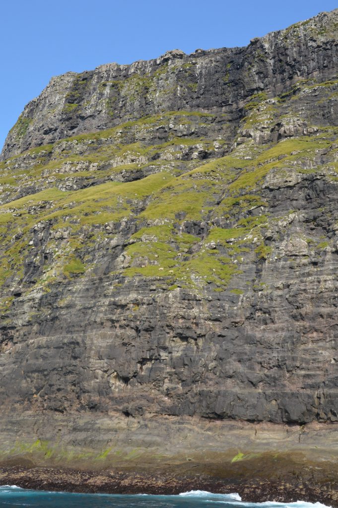 Sheep, Vestmanna, Streymoy, Faroe Islands
