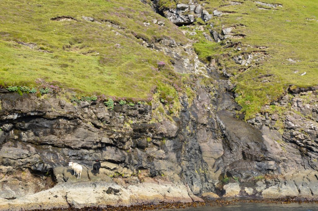 Sheep, Vestmanna, Streymoy, Faroe Islands