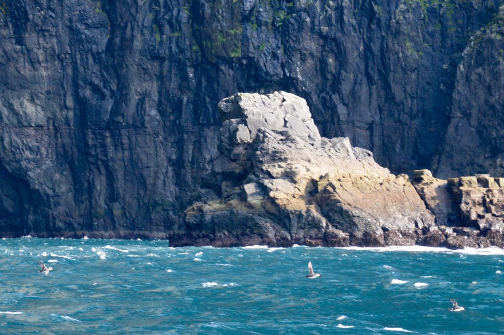 Puffins, Vestmanna, Faroe Islands