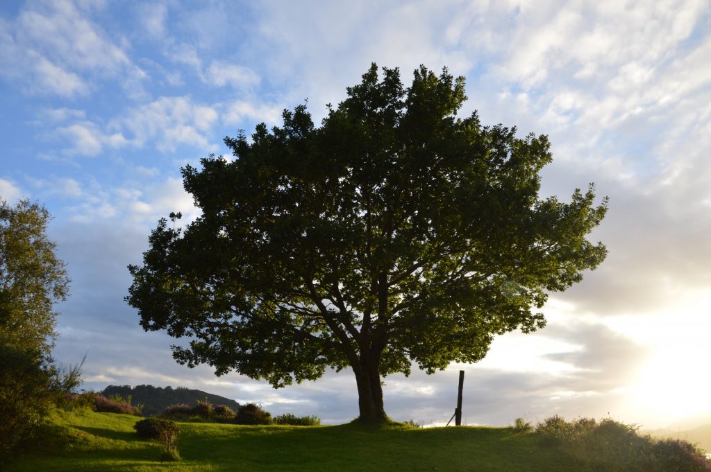 Tree, Dornie, Scotland