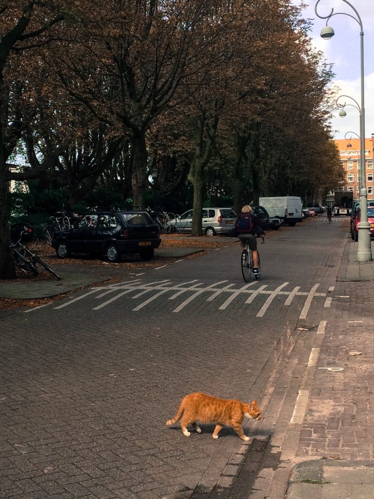 Cat and biker in Amsterdam, the Netherlands