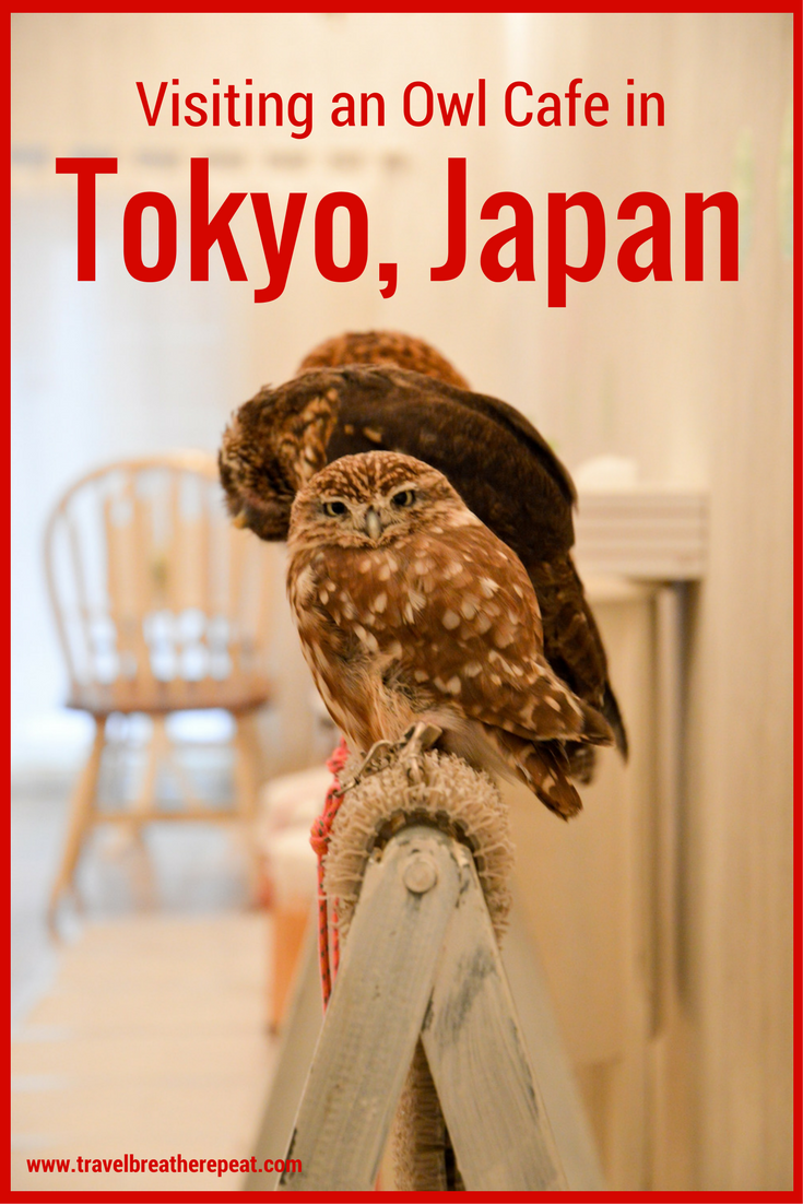 Visiting an Owl Cafe in Tokyo, Japan