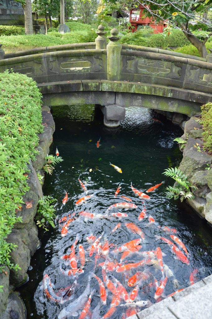 Fish at Sensoji temple in Tokyo, Japan