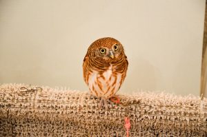 Owl at Akiba Fukurou owl cafe, Tokyo, Japan