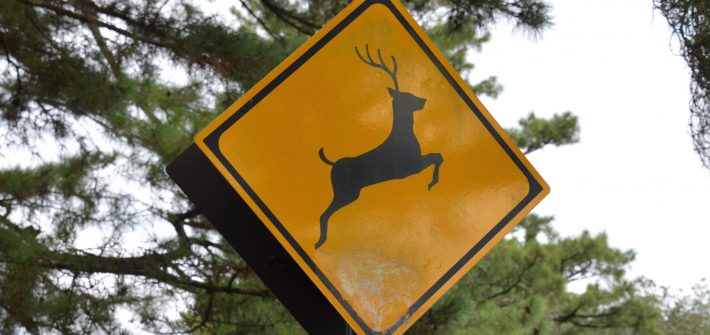 Deer crossing sign, Nara, Japan