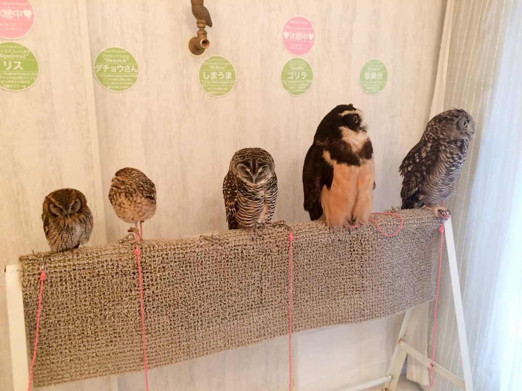 Owls at Akiba Fukurou owl cafe, Tokyo, Japan