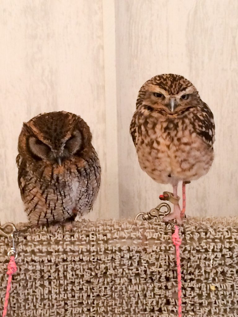 Owls at Akiba Fukurou owl cafe, Tokyo, Japan