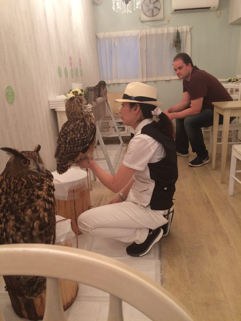 Inside Akiba Fukurou owl cafe, Tokyo, Japan