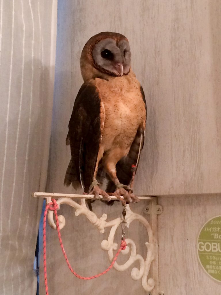 Owl at Akiba Fukurou, Tokyo, Japan