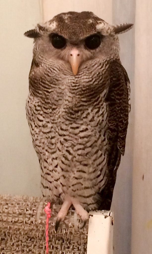 Owl at Akiba Fukurou, Tokyo, Japan