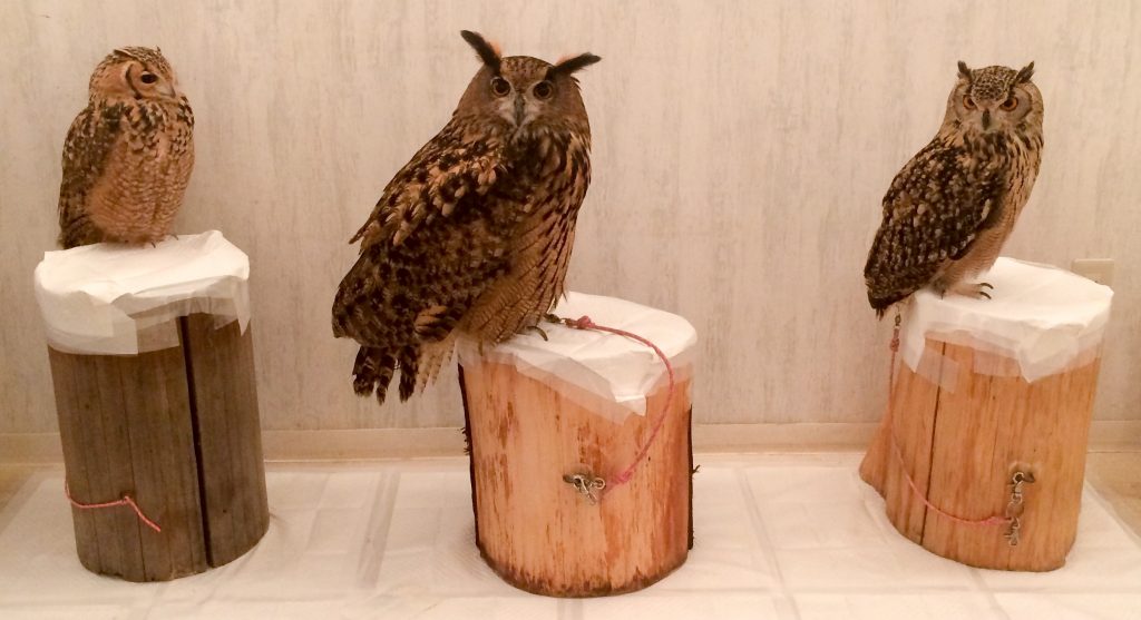 Owls at Akiba Fukurou owl cafe, Tokyo, Japan