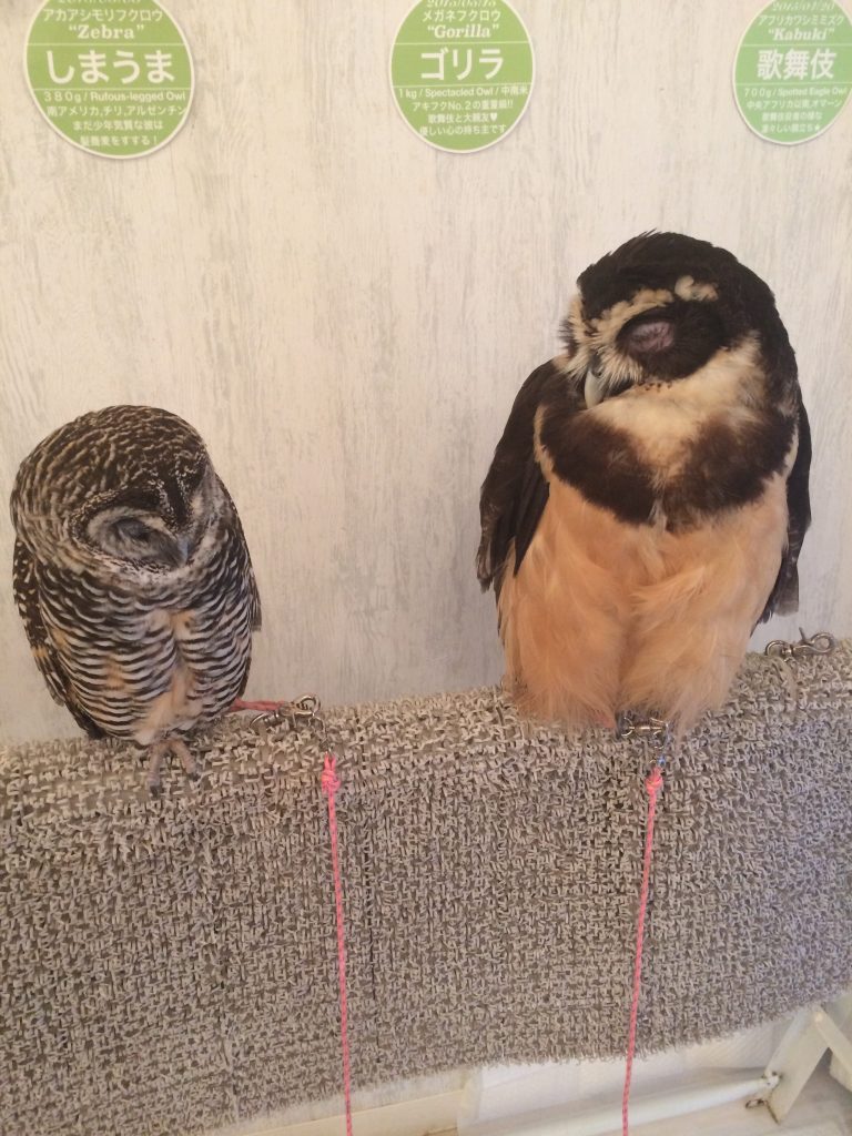 Owls at Akiba Fukurou, Tokyo, Japan