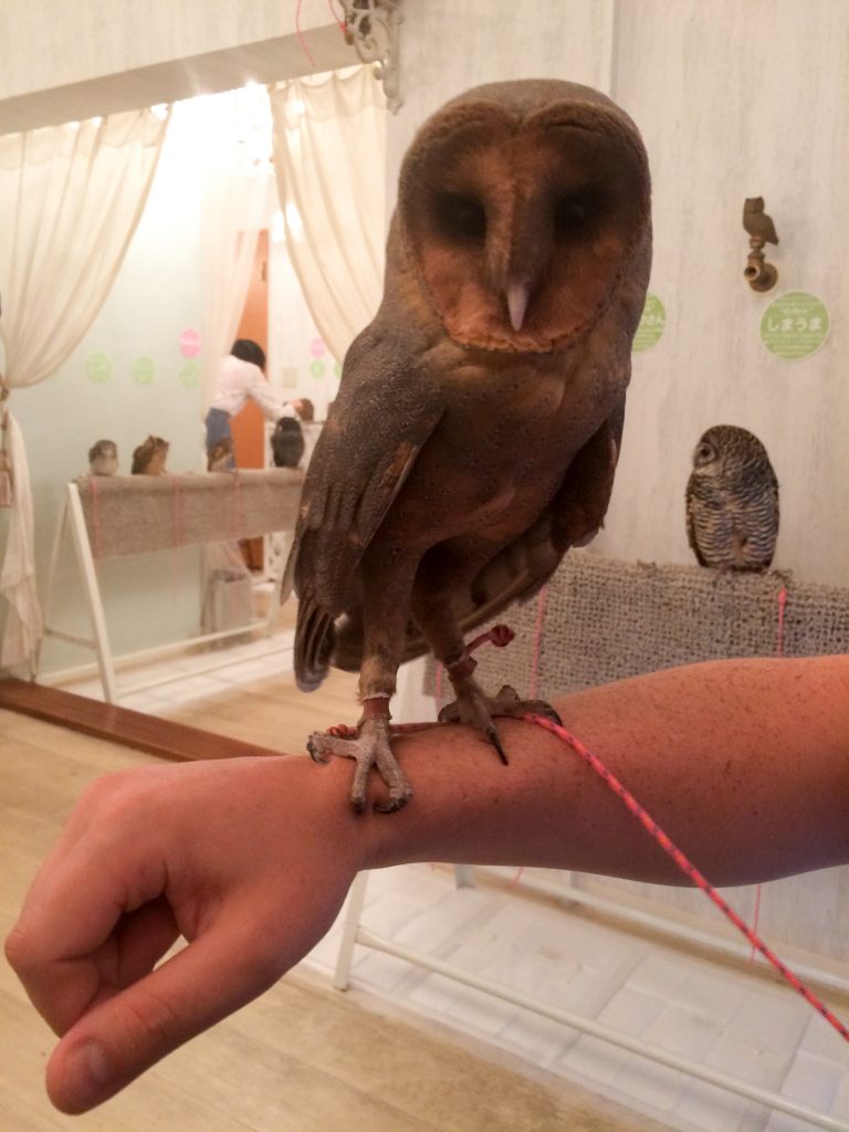 Holding Monjya the owl at Akiba Fukurou, Tokyo, Japan