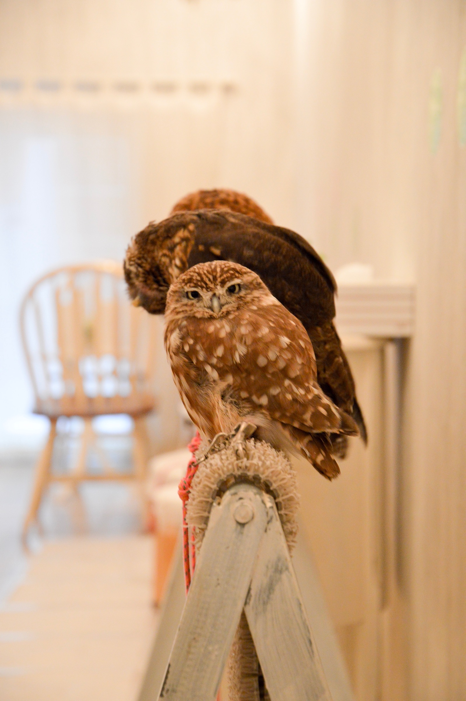 Owls at Akiba Fukurou, Tokyo, Japan