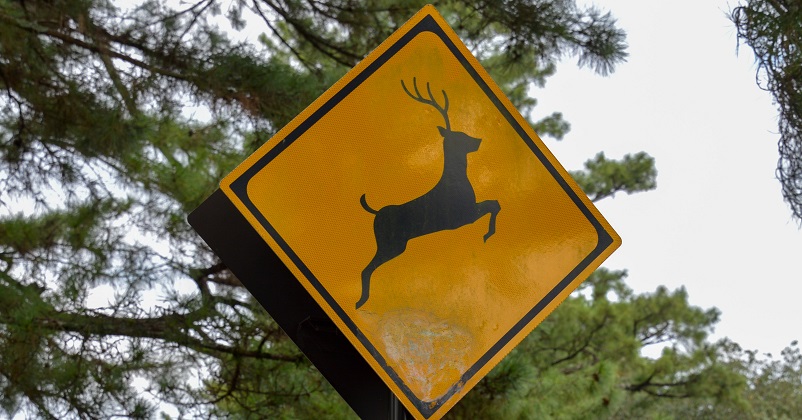 Yellow and black deer crossing sign seen on our Nara day trip