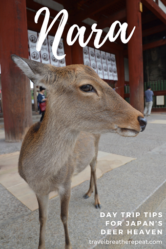 Nara day trip tips: how to see deer and temples and more #nara #japan #kyoto #osaka #travel #asia