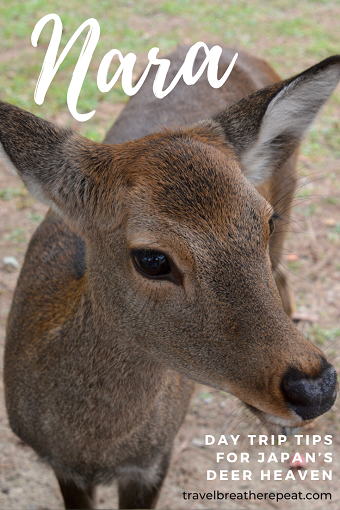 Nara day trip tips: how to see deer and temples and more #nara #japan #kyoto #osaka #travel #asia