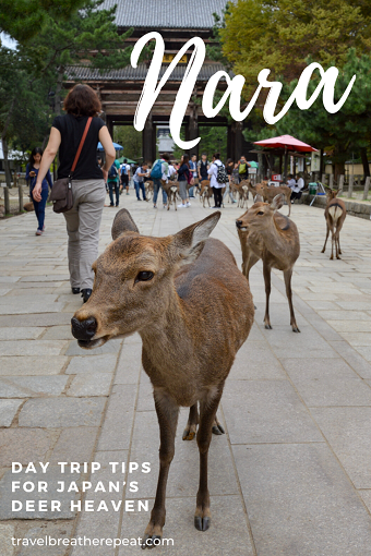 Nara day trip tips: how to see deer and temples and more #nara #japan #kyoto #osaka #travel #asia