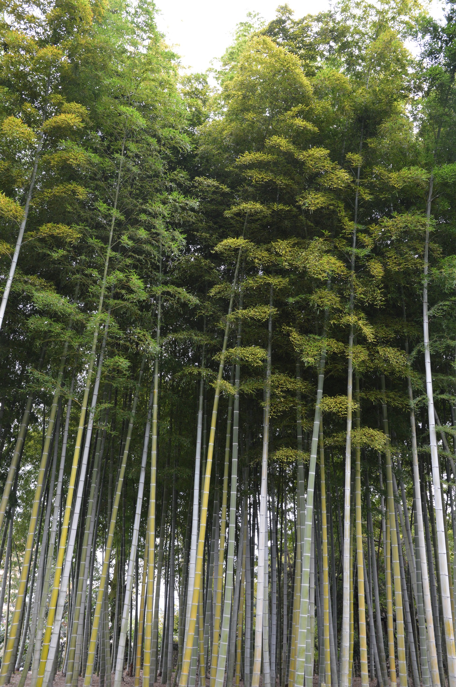 Bamboo Forest at Shukkei-en Garden, Hiroshima, Japan