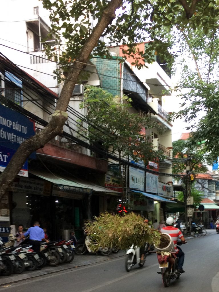 Motorbike with tree, Hanoi, Vietnam