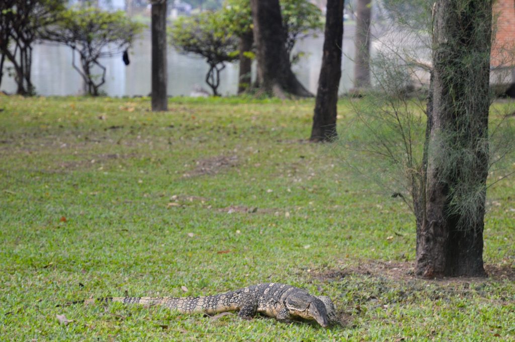 Water monitor in Lumphini Park, Bangkok, Thailand