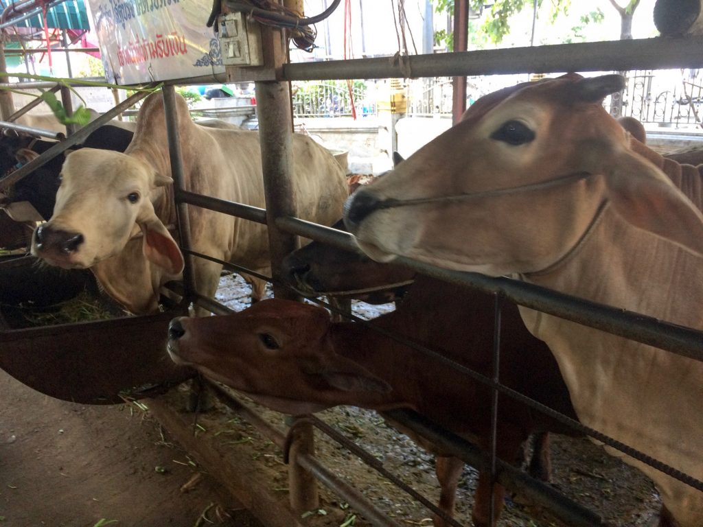 Petting zoo at Wat Hua Lam Phong, Bangkok, Thailand