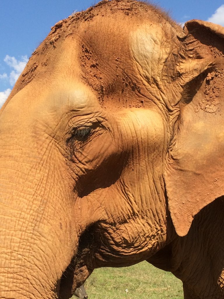 Elephant Nature Park, Chiang Mai, Thailand