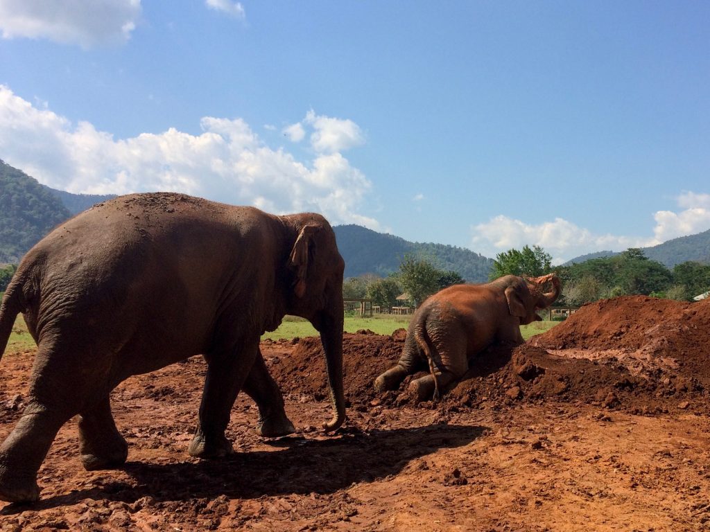 Elephant Nature Park, Chiang Mai, Thailand