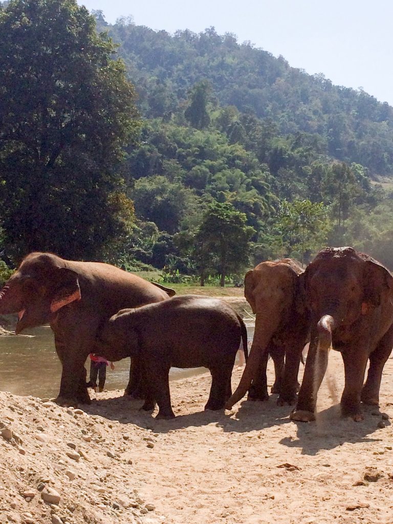 Elephant Nature Park, Chiang Mai, Thailand