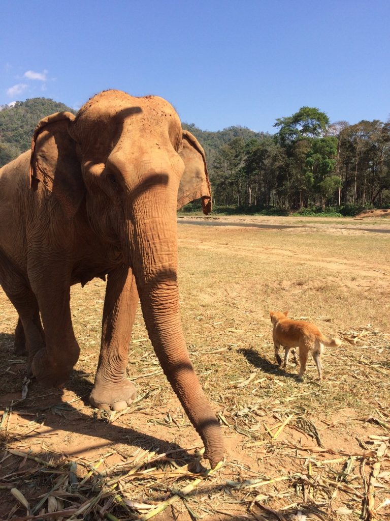 Elephant Nature Park, Chiang Mai, Thailand