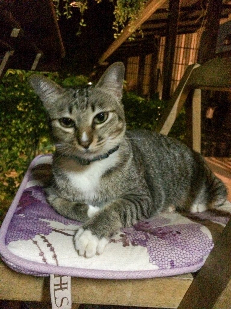 Pad Thai the cat on Ko Lanta, Thailand