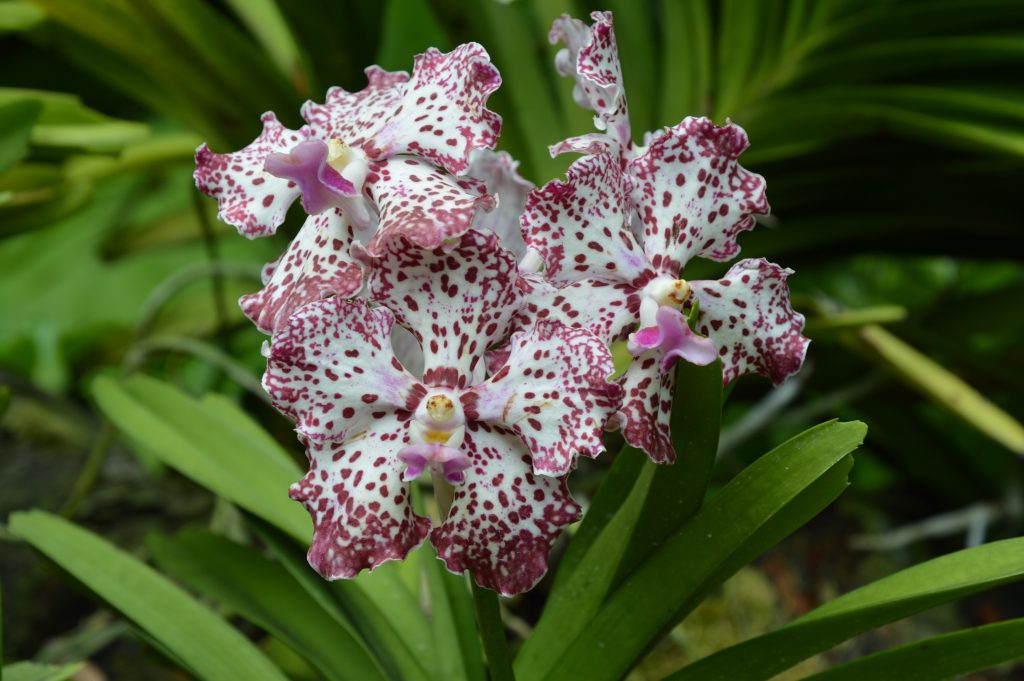 National Orchid Garden, Singapore