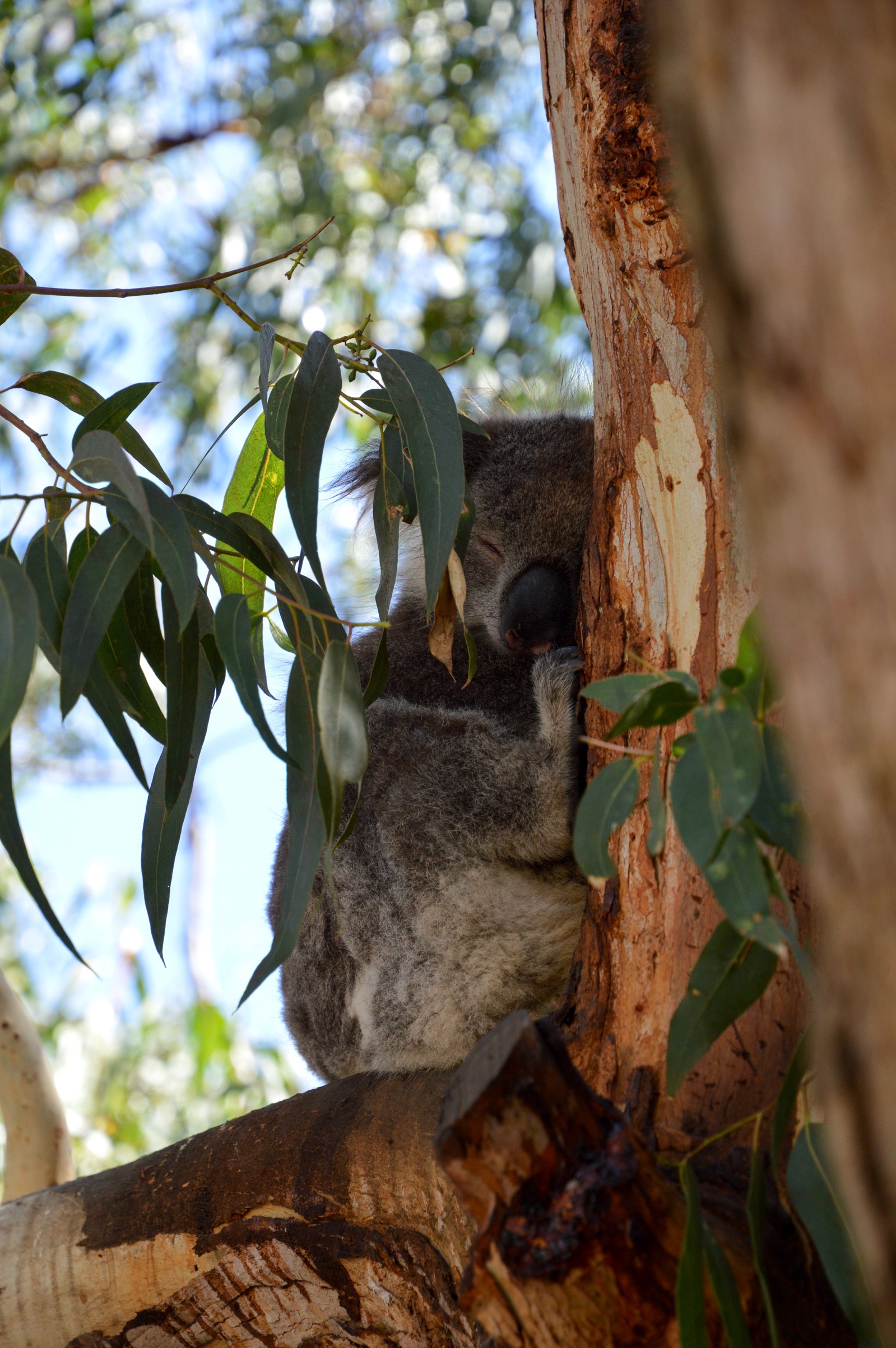 Koala, Kennet River, Australia