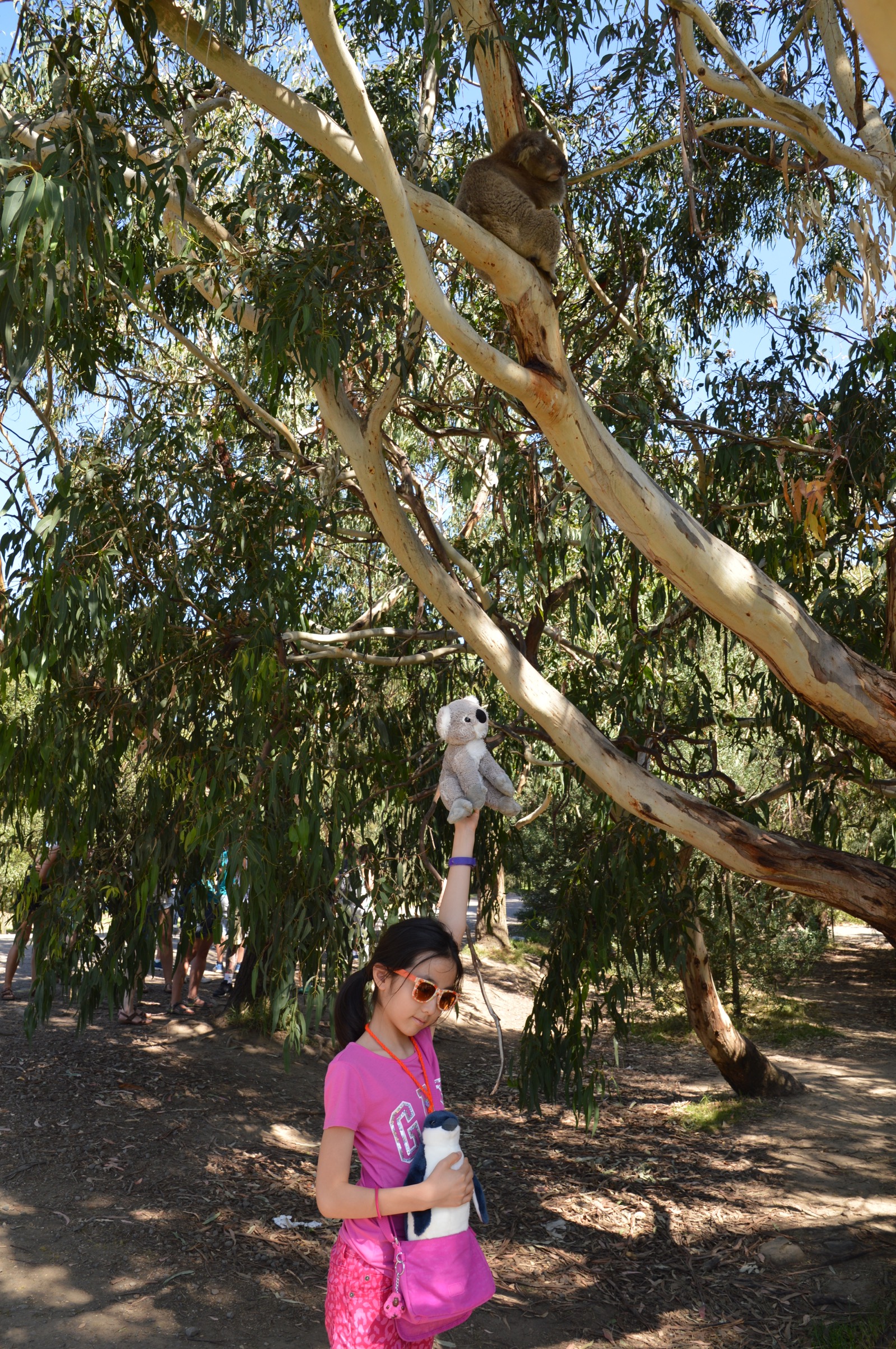 Koala, Kennet River, Australia