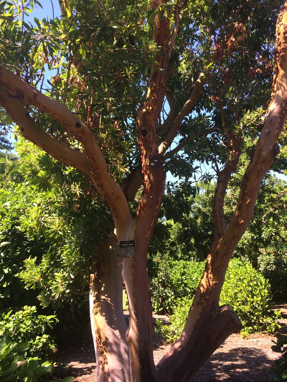 Botanic Garden, Adelaide, Australia