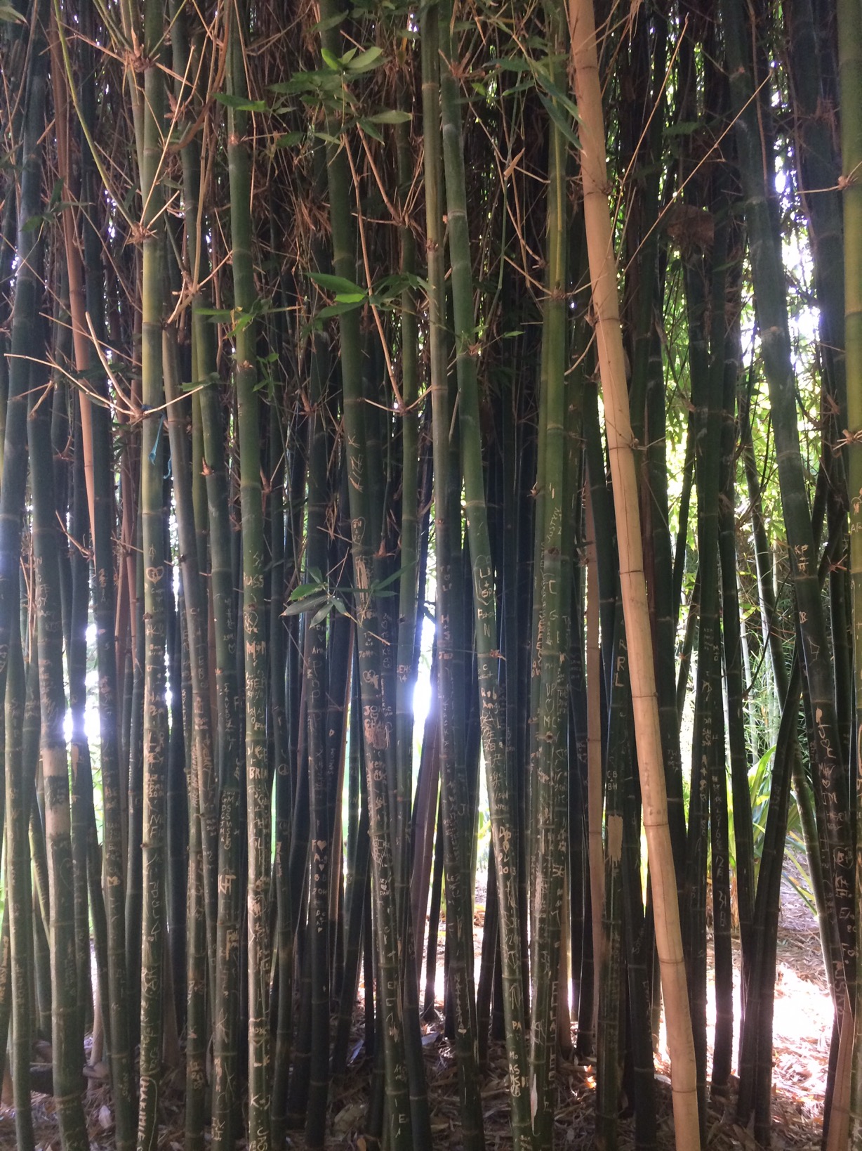 Botanic Garden, Adelaide, Australia