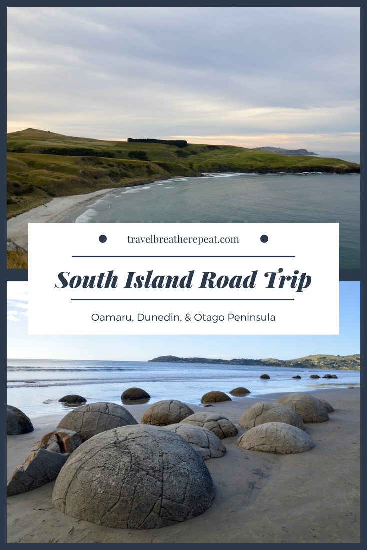 South Island New Zealand road trip: Oamaru, Dunedin, and the Otago Peninsula; things to do in New Zealand; #newzealand #southisland #roadtrip #travelinspiration #traveling