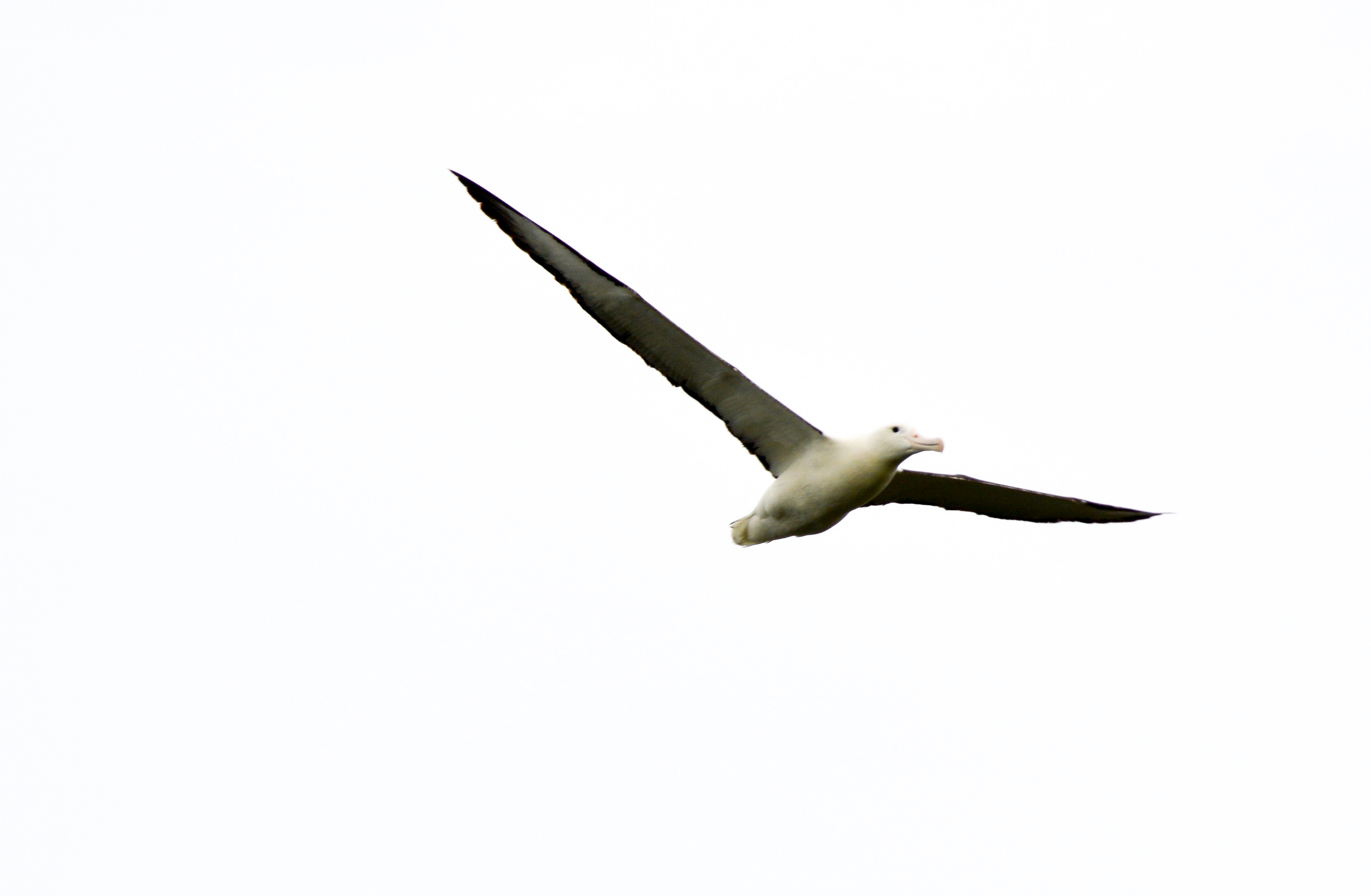 Albatross soaring above Taiaroa head, Otago Peninsula, New Zealand