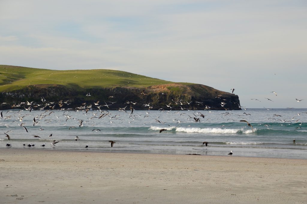 Otago Peninsula, New Zealand