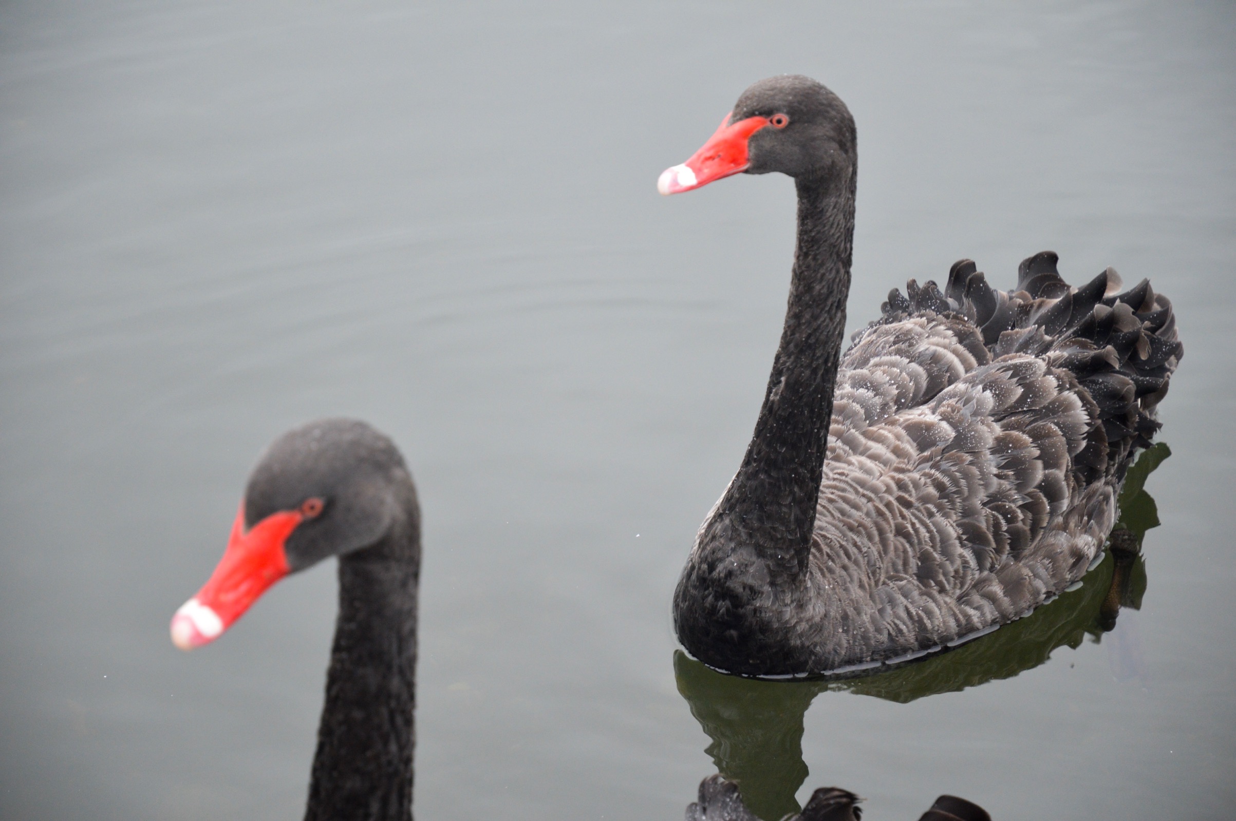 Black swans, Rotorua, New Zealand