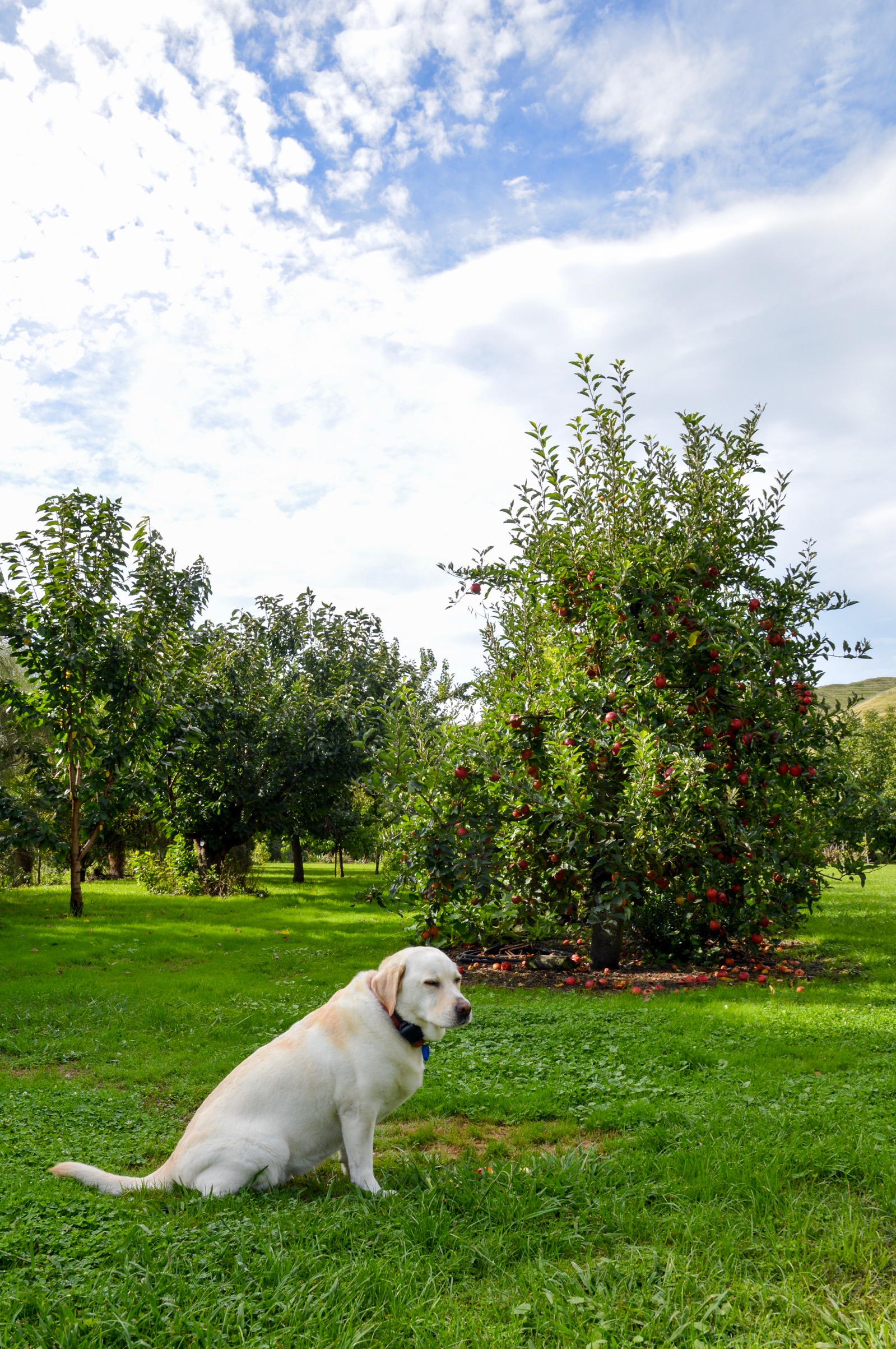 Redcliffe Homestead, Taradale, New Zealand