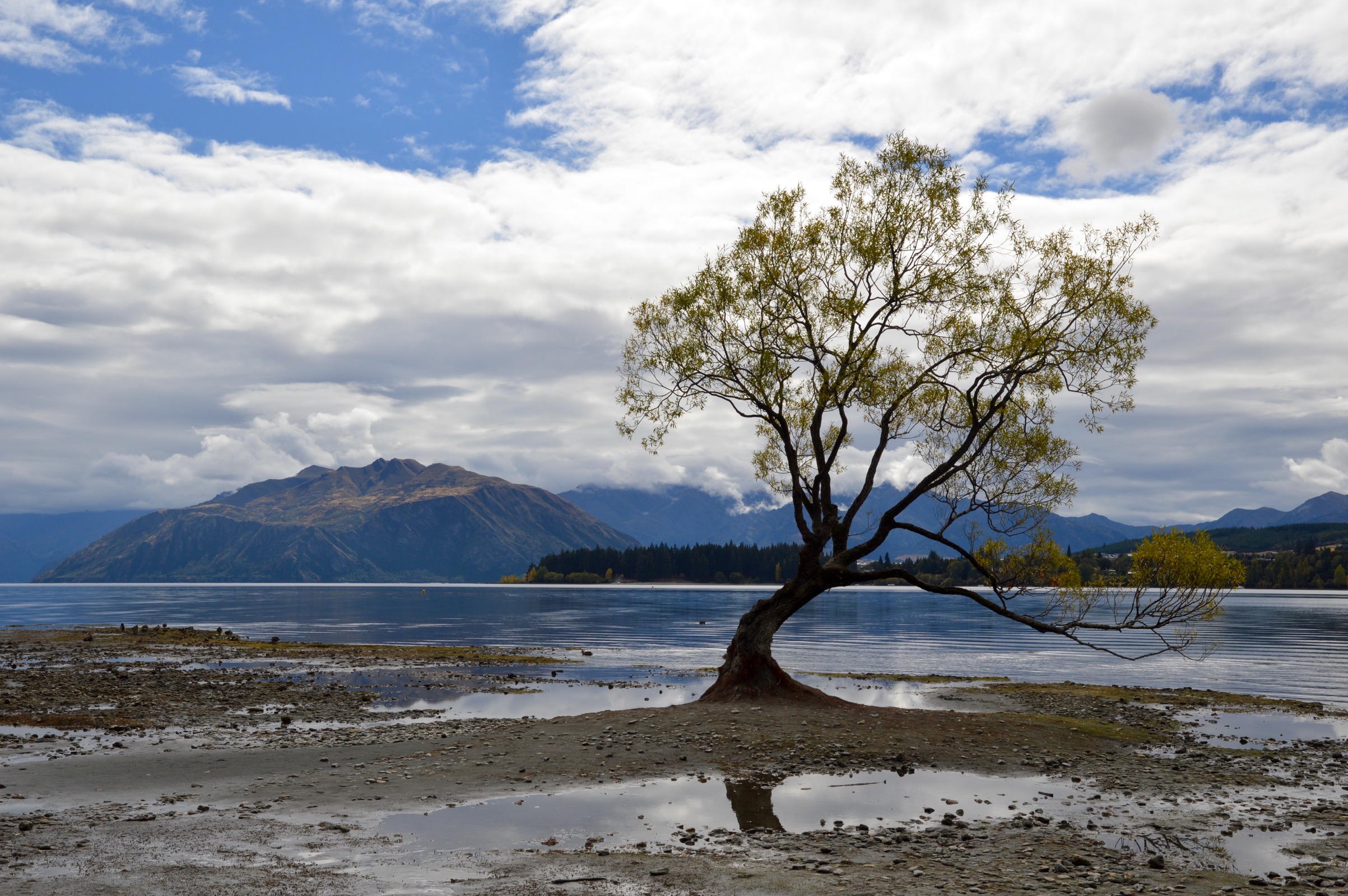 That Wanaka Tree, New Zealand