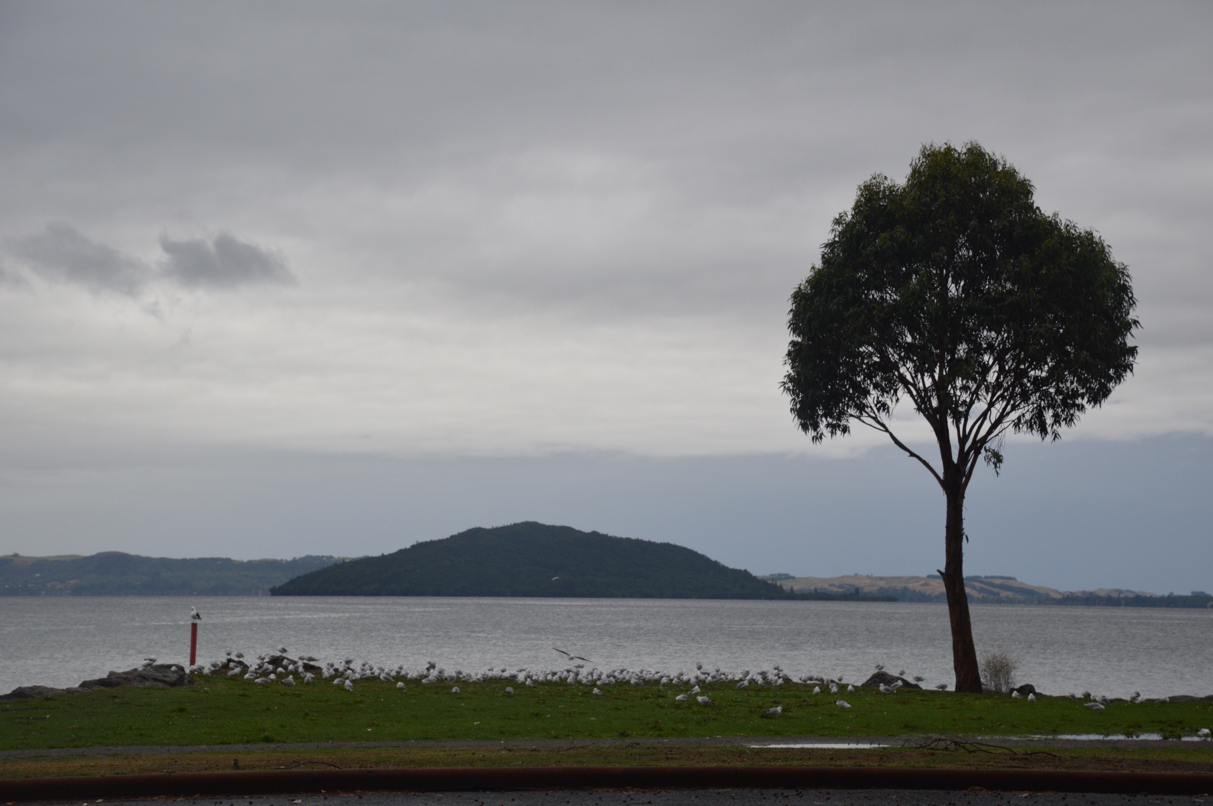 Te Ruapeka Bay, Rotorua, New Zealand